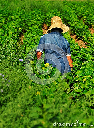 Female worker in farm Stock Photo