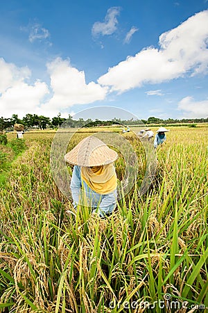 Harvesting rice Stock Photo