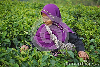 Female workers picking tea leaves on Tea Plantation Editorial Stock Photo