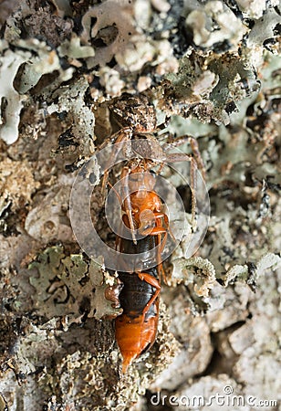Female Xysticus audax with caught beetle, Hylecoetus dermestoides Stock Photo