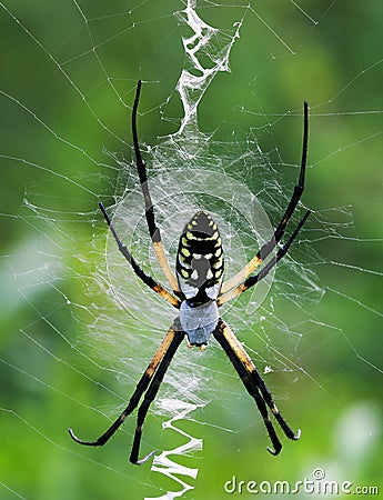 Female Yellow Garden Spider Stock Photo