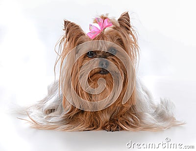 female yorkshire terrier Stock Photo