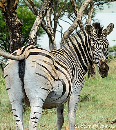 Female Zebra Stock Photo