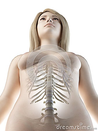 a females lumbar spine Cartoon Illustration