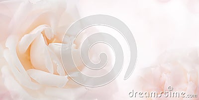 Feminine floral background of pale pink rose Stock Photo