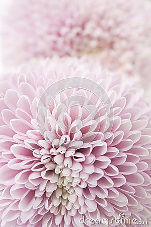 Feminine floral background of pink chrysanthemums Stock Photo