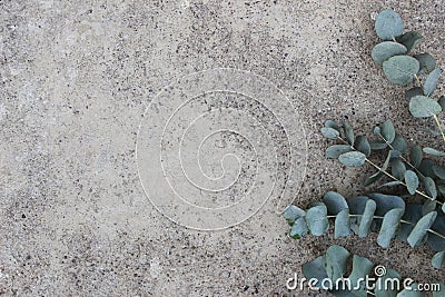 Feminine styled stock photo. Floral composition of Green silver dollar eucalyptus leaves and branches. Grunge concrete Stock Photo