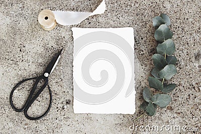 Feminine styled stock photo, greeting card mockup. Green silver dollar eucalyptus branch, black vintage scissors, silk Stock Photo