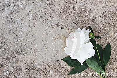 Feminine styled stock photo. Moody floral composition. White peony flower on grunge concrete background. Flat lay, top Stock Photo