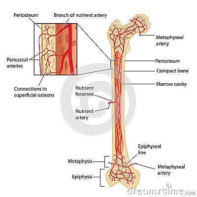 Femoral blood supply Stock Photo