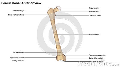 Femur bone Anterior view Stock Photo