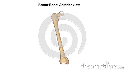 Femur Bone Anterior View Stock Photo