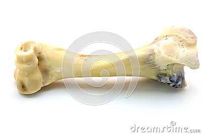 Femur bone of cow isolated on a white background Stock Photo