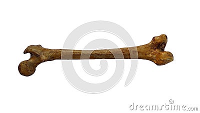 Femur bone of human on isolated white background, posterior view Stock Photo