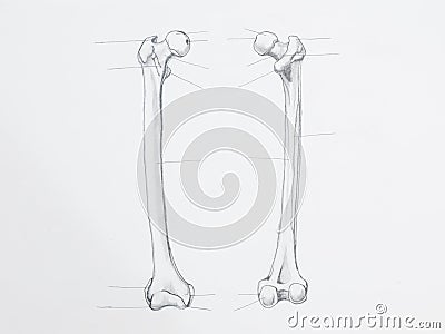 Femur bone pencil drawing Stock Photo