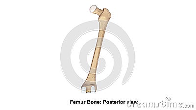 Femur bone Posterior view Stock Photo