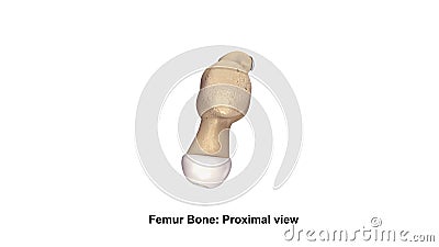 Femur bone Proximal view Stock Photo
