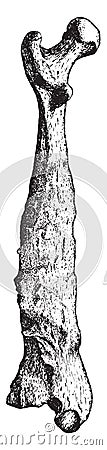 Femur, longitudinal section of bone, vintage engraving Vector Illustration