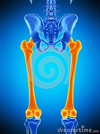 The femur Cartoon Illustration