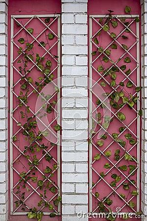 Fence from decorative panels from the lattice with green lianas Stock Photo