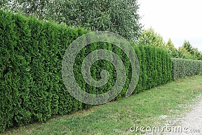 A fence of green coniferous ornamental trees Stock Photo