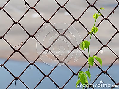 Fence Stock Photo