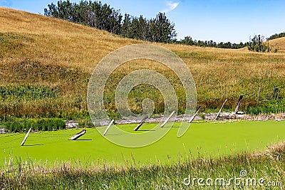 A fence in the middle of a vibrant pond of duckweed Stock Photo