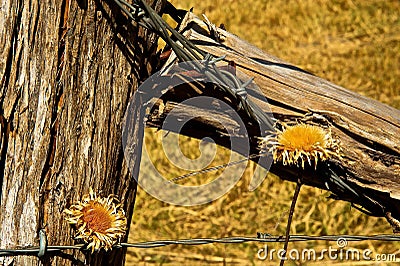 Fence Post Barbed Wire and Dried Flowers Stock Photo