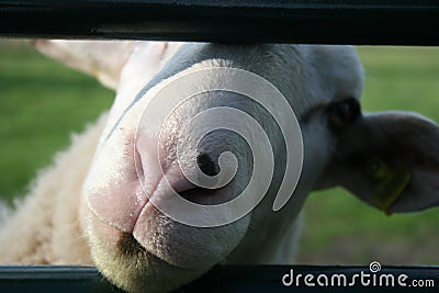 Fence Sheep Stock Photo