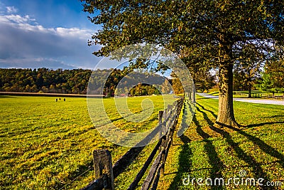 Fence and tree along a country road in rural York County, Pennsylvania. Stock Photo