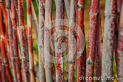 Fence of twigs close up in the day Stock Photo