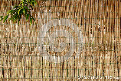 fence wall made of dried cane stalks with one green twig Stock Photo