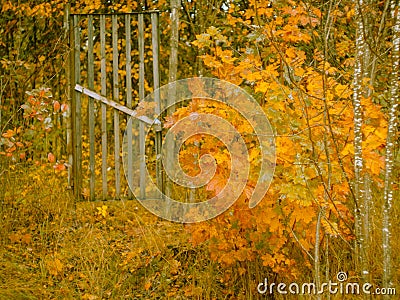 fence, wooden gate, garden entrance, Golden leaves, autumn background Stock Photo