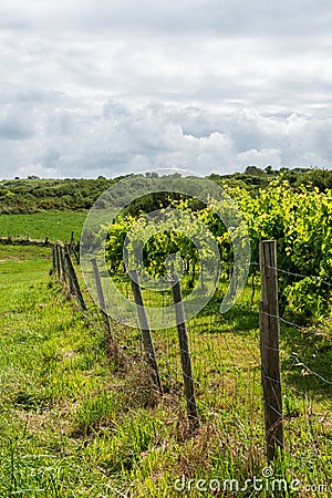 Fenced path overlooking a vineyard, on a sunny, summer day, in Cantabria, Spain, Stock Photo