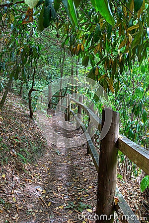 Fenced path in the woods Stock Photo