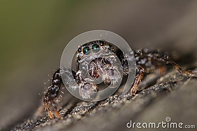 Fencepost Jumper - Marpissa muscosa (male) Stock Photo