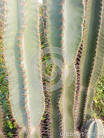 Fencing plant Stock Photo