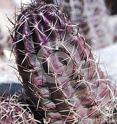 Fendleri Hedgehog Cactus Stock Photo