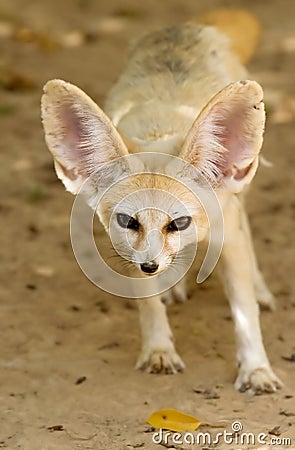 Fennec fox Stock Photo