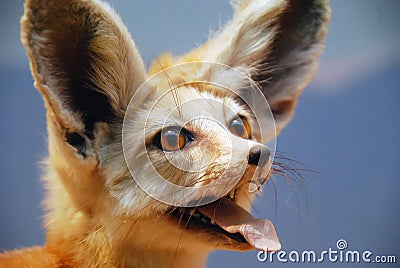 Fennec Fox Stock Photo