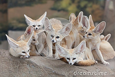 Fennec Fox Stock Photo