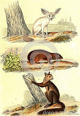 Fennec fox, The Guinea pig, Aye-aye, vintage engraving Cartoon Illustration