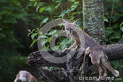 Fennec Fox on a Log Stock Photo