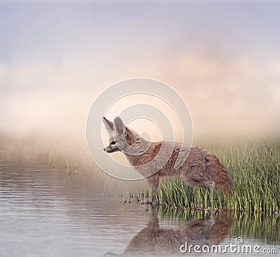 Fennec Fox near water Stock Photo