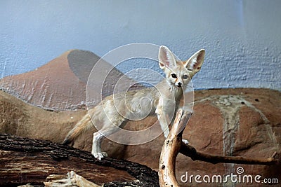Fennec fox (Vulpes zerda). Stock Photo
