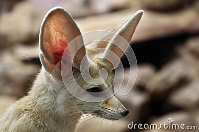 Fennec fox (Vulpes zerda). Stock Photo