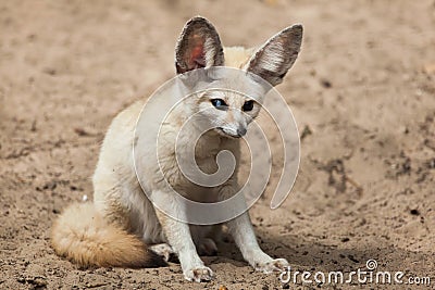 Fennec fox Vulpes zerda. Stock Photo