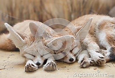 Fennec foxes Stock Photo