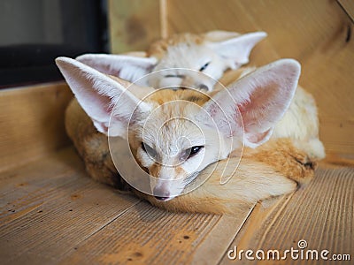 Fennec foxes Stock Photo