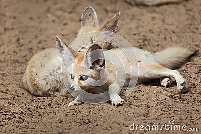 Fennec foxes Vulpes zerda. Stock Photo
